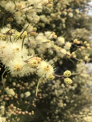 Melaleuca nodosa