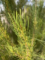 Strangea linearis
