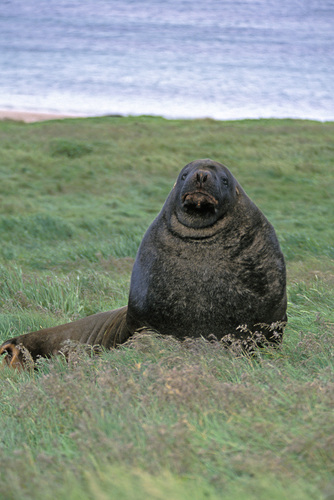 New Zealand Sea Lion, Enderby Island, Auckland Islands, New Zealand, photo 10 of 10