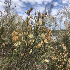 Melaleuca nodosa