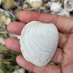 Austrovenus stutchburyi