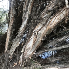 Melaleuca nodosa