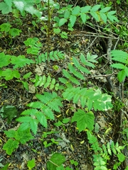 Sorbus aucuparia