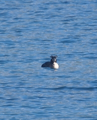 Podiceps cristatus australis