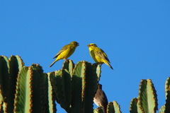 Crithagra sulphurata