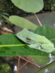 Rhacophorus malabaricus
