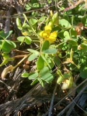 Oxalis