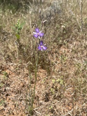 Thysanotus baueri