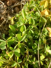 Oxalis