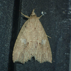 Olulis puncticinctalis