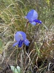 Disa purpurascens