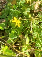 Oxalis