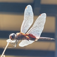 Tramea limbata
