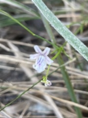 Nemesia diffusa