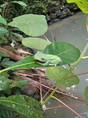 Rhacophorus malabaricus