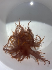 Dendronotus iris