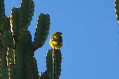 Crithagra sulphurata