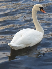 Cygnus olor