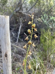 Eulophia bolusii