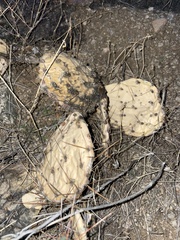 Opuntia phaeacantha