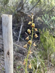 Eulophia bolusii