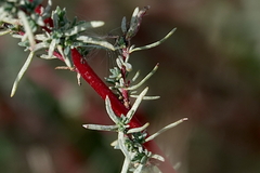 Camphorosma monspeliaca