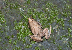 Microhyla fissipes