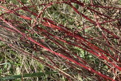 Camphorosma monspeliaca