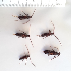 Callidiopis scutellaris