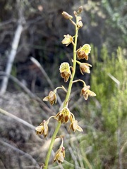 Eulophia bolusii