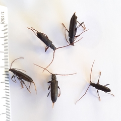 Callidiopis scutellaris