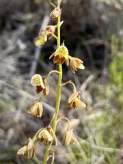 Eulophia bolusii
