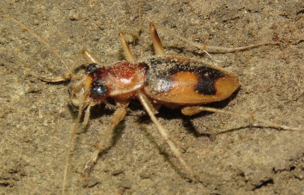 Lesser and Girdled Xanthine Tiger Beetle
