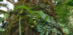 Epidendroideae