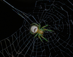 Bijoaraneus