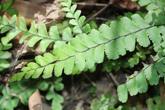 Adiantum diaphanum