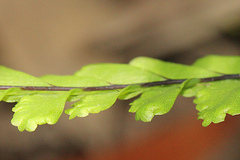 Adiantum diaphanum