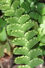 Adiantum diaphanum