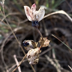 Ixia versicolor