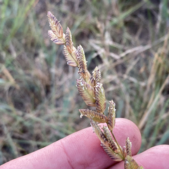 Eragrostis capensis