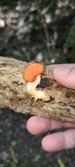 Leratiomyces erythrocephalus