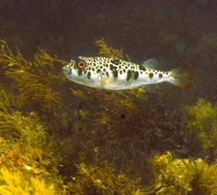 Tetractenos glaber