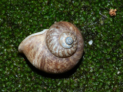 Cyclophorus punctatus