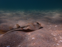 Trygonorrhina dumerilii