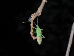 Homoeocerus graminis