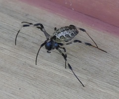 Nephilengys malabarensis