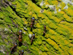Camponotus nicobarensis