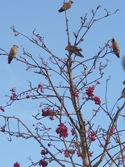 Bombycilla garrulus