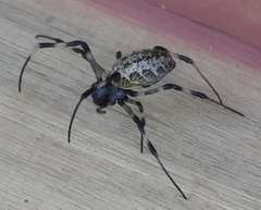 Nephilengys malabarensis