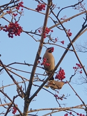 Bombycilla garrulus